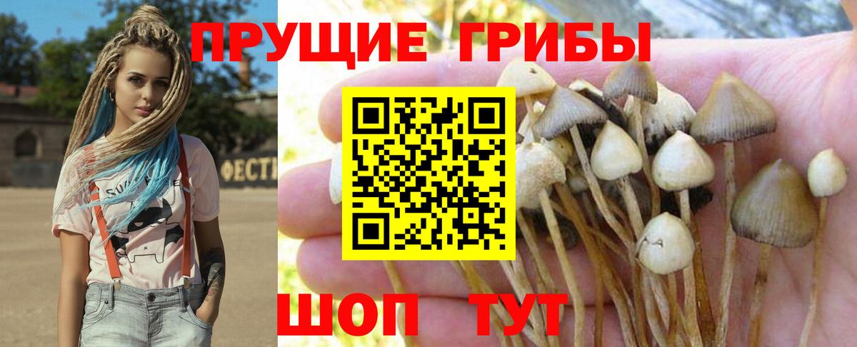 Псилоцибиновые грибы Psilocybine cubensis Энгельс